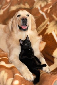 dog and cat, ritriver and the cat, golden ritriver and vorderman dark