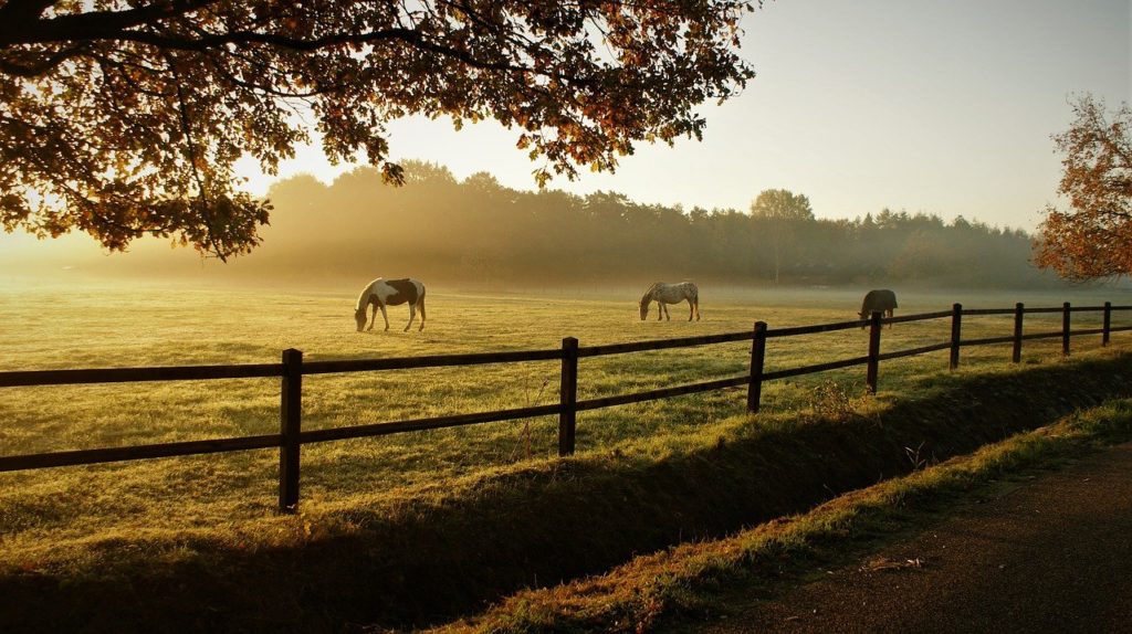 horses, grazing, ranch